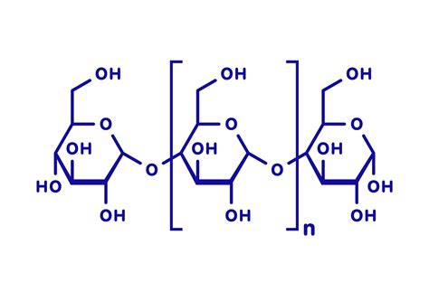 Polysaccharide Definition and Functions .